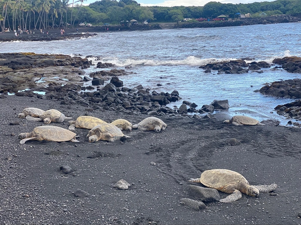 プナルウ ビーチ(Punaluu Beach)「別名: 黒砂海岸」の亀達